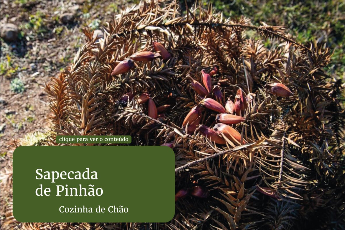 Sapecada de Pinhão